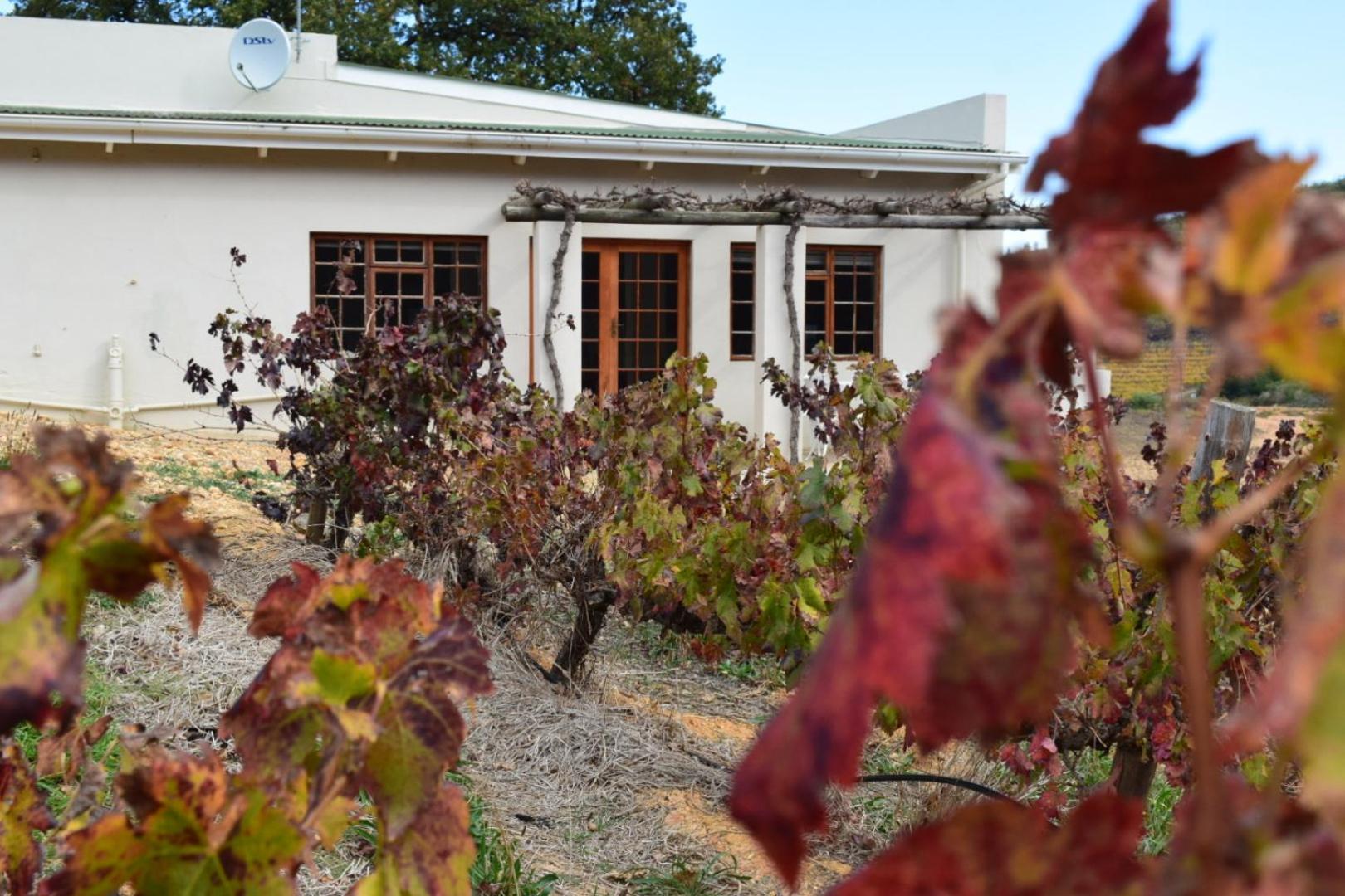 Vredehoek Guest Farm Breërivier المظهر الخارجي الصورة