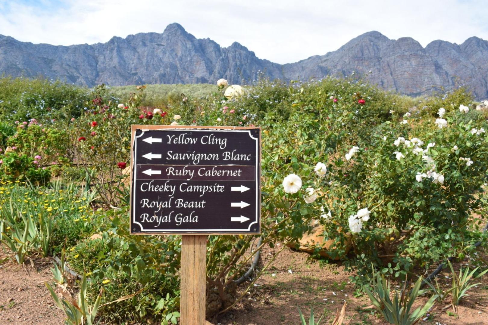 Vredehoek Guest Farm Breërivier المظهر الخارجي الصورة